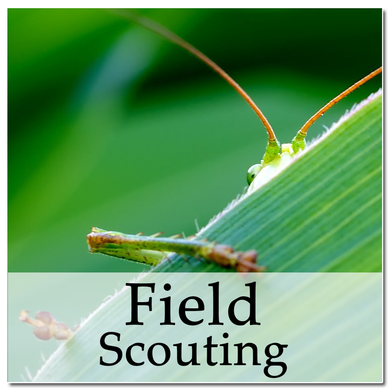 Field scouting and reports